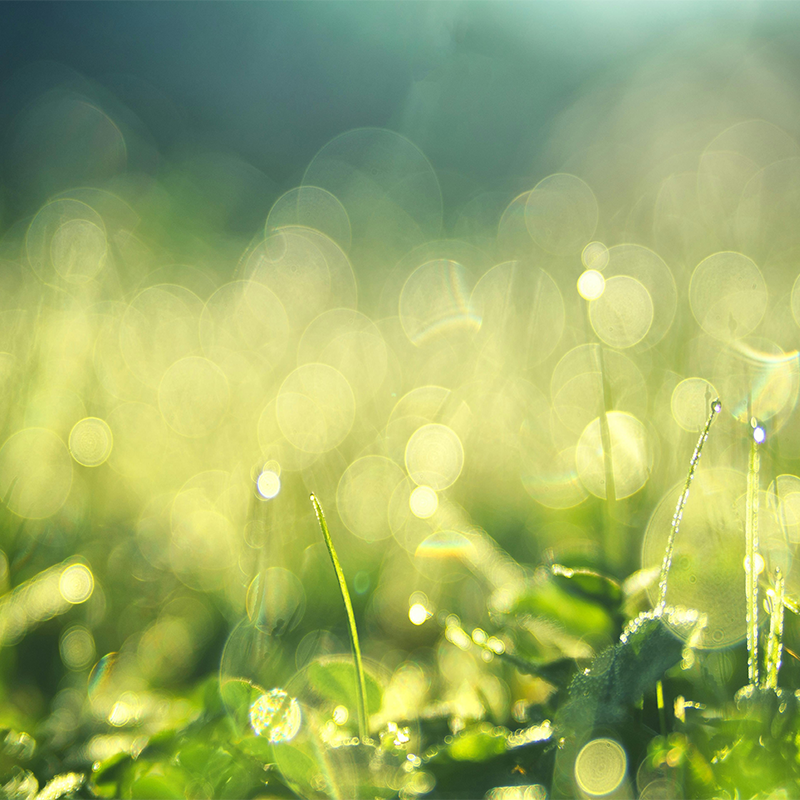 bokeh